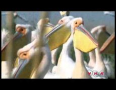 Descubre el impresionante turismo en el Delta del Danubio: un viaje inolvidable